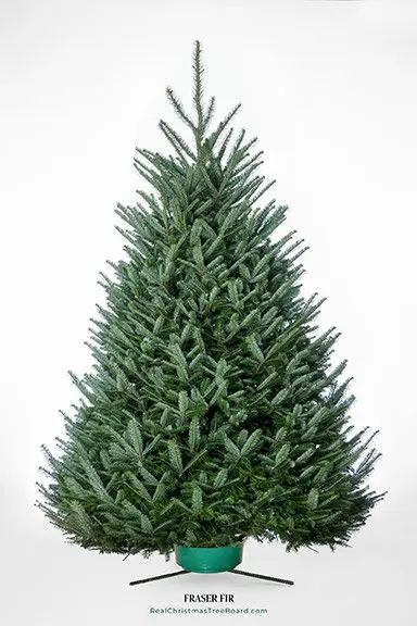 Fraser Fir Christmas Tree