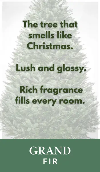 Grand Fir Christmas Tree