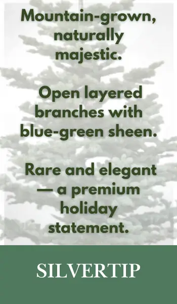 Silver Tip Christmas Tree